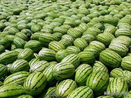 吃瓜每日大赛 网红大瓜搜索,吃瓜每日大赛精彩瞬间回顾